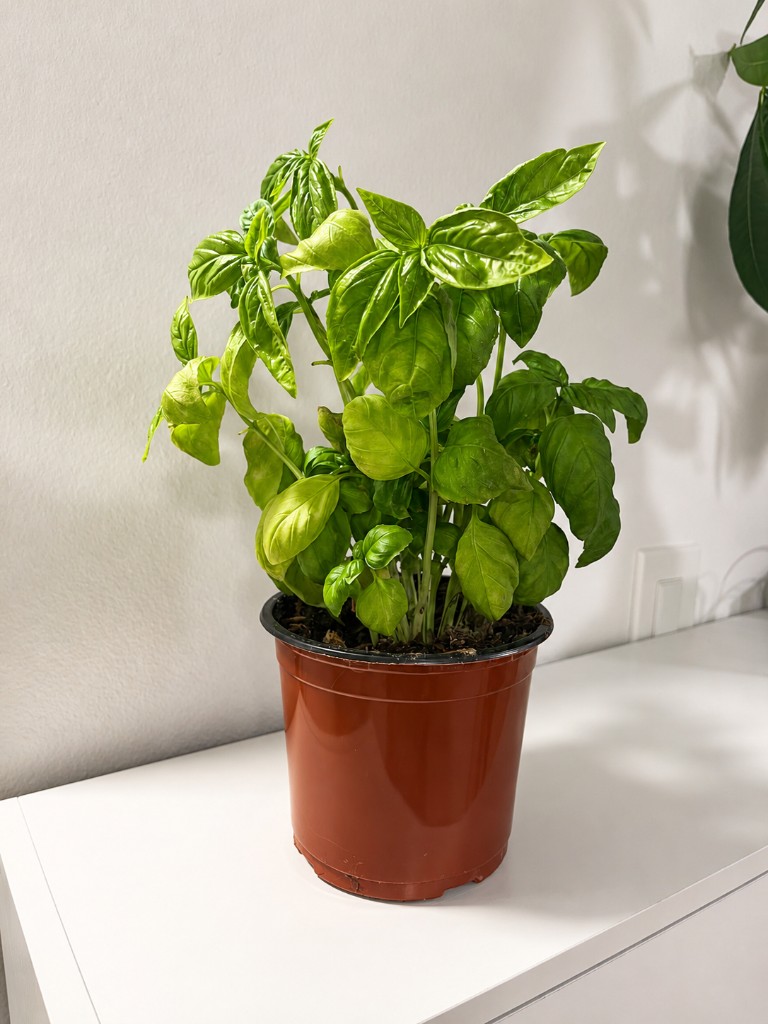 Basil